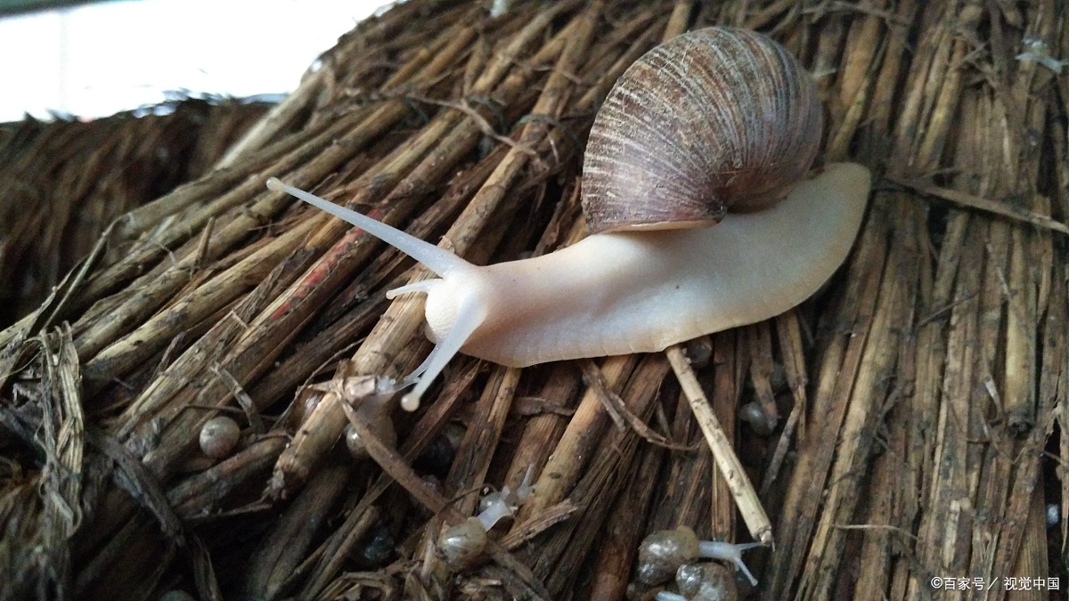 白玉蜗牛养殖指南:打造独特的小型宠物世界