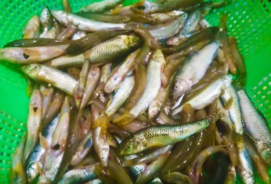 野生魚種類繁多,營養豐富