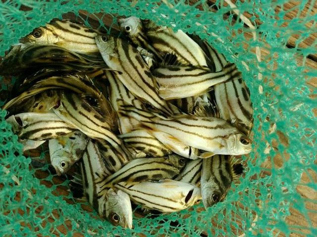 我们这儿叫它"斑猪鱼",风平浪静的时候最好钓,我这渔获不错吧