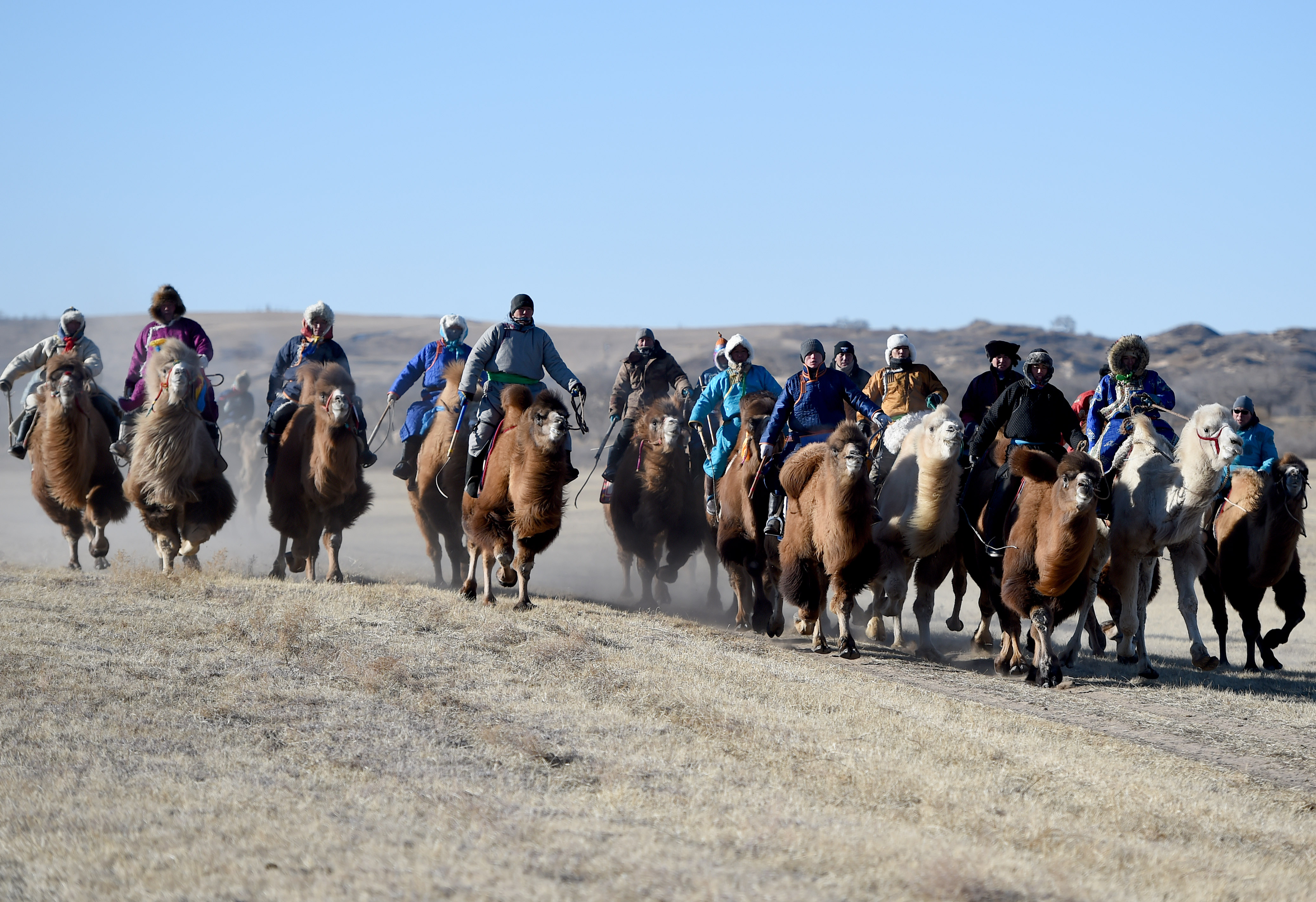 赶着骆驼,开着汽车从各地赶到会场,进行赛马,赛骆驼,射箭等蒙古族传统