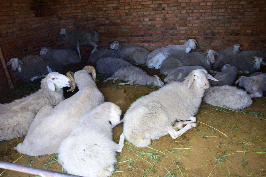 4,混养对羊好吗