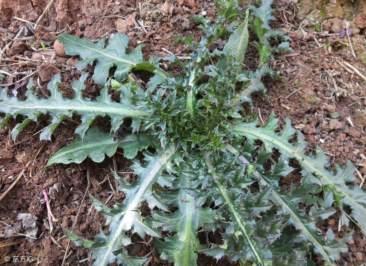 农村野草大用途:"大恶鸡婆草"名字不好听,作用可不小