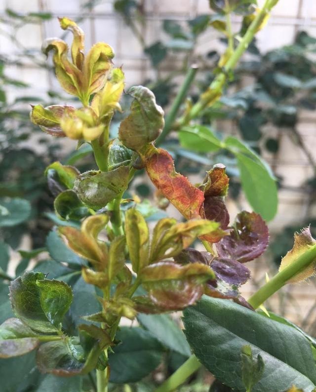 月季"爆发"1种害虫,花苞干枯,叶子卷边,1种药用3次见效