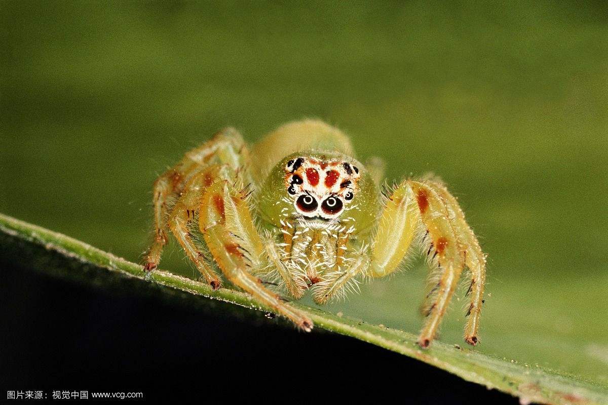跳蛛形态鉴定——一个好玩的超微细节萌的小科普