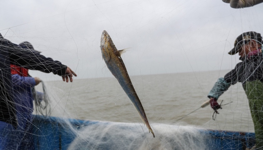 长江刀鱼下月起全面禁捕,"长江第一鲜"将告别餐桌