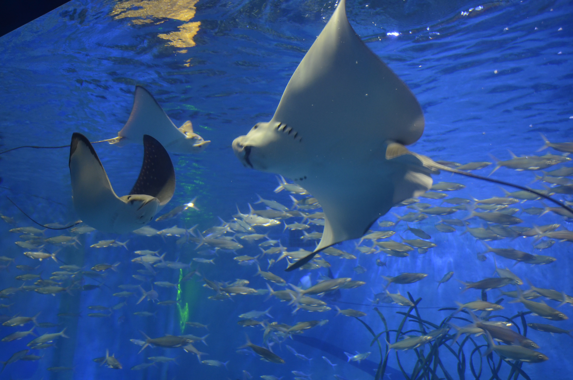 澳洲现罕见粉色魔鬼鱼,体宽3.35米,我国曾捕过1500千克重的同类