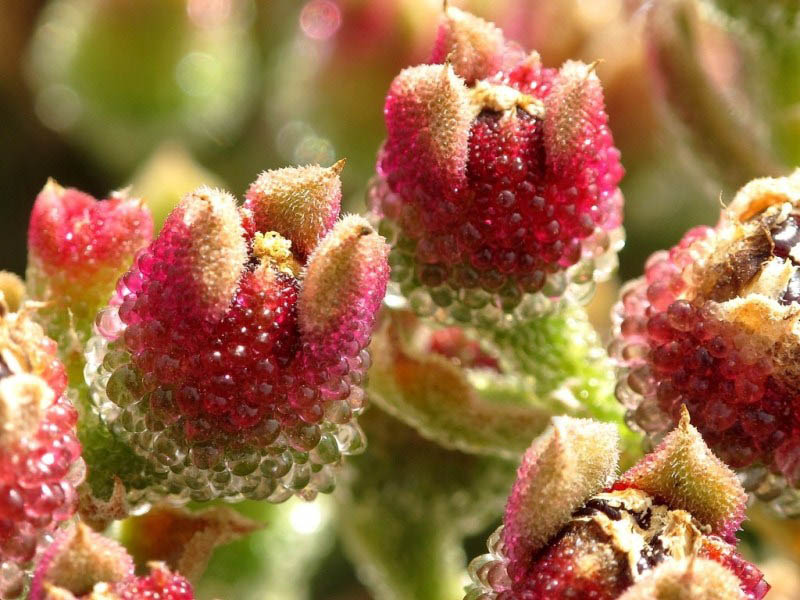 冰叶日中花 /能将冰菜养成多肉也是无敌了,大家可别被名字骗了!