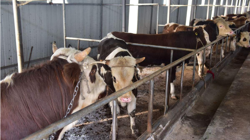 养牛酒糟 - 2020年最新商品信息聚合专区 - 百度爱采购