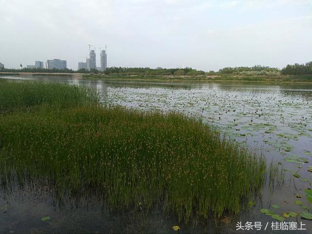 银川艾依河图片