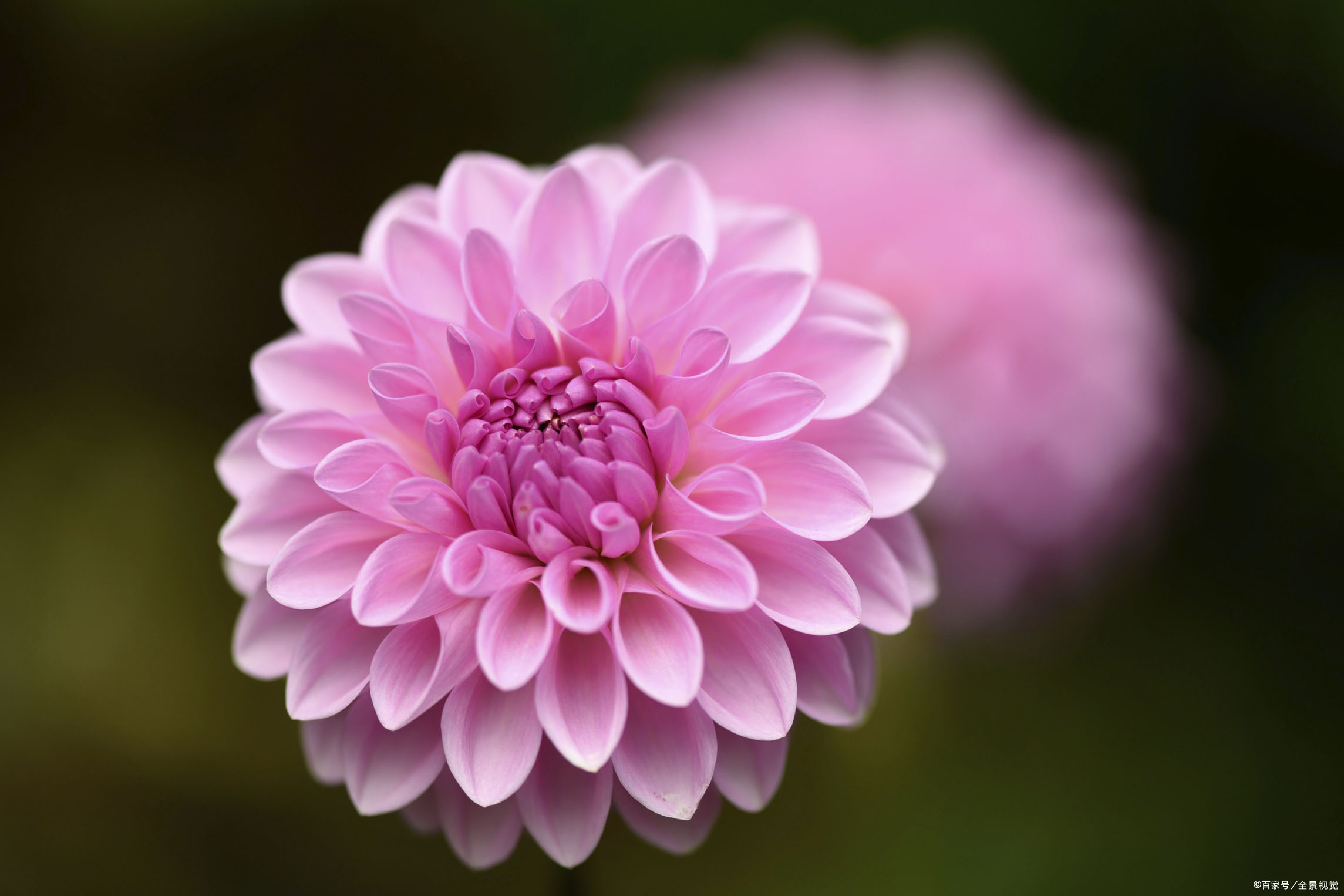 大丽花十分漂亮,它也叫地瓜花,是一种喜阳的植物.