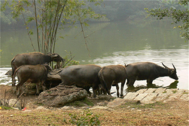 养殖水牛需要怎样管理?看完涨知识了