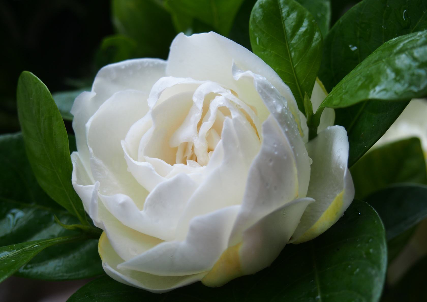 烟头泡的水能浇花吗?能浇哪些花?