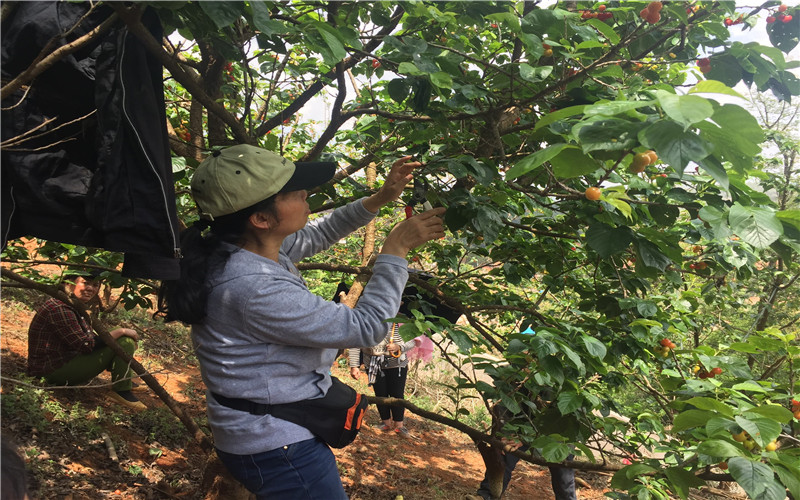 冬天的时候,我们对樱桃树该如何修剪