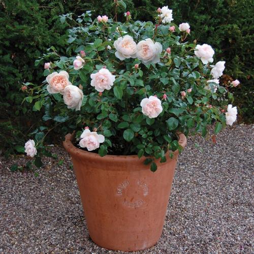 2种养花好土最适合养花,不怕花卉没精神,反而能越长越旺