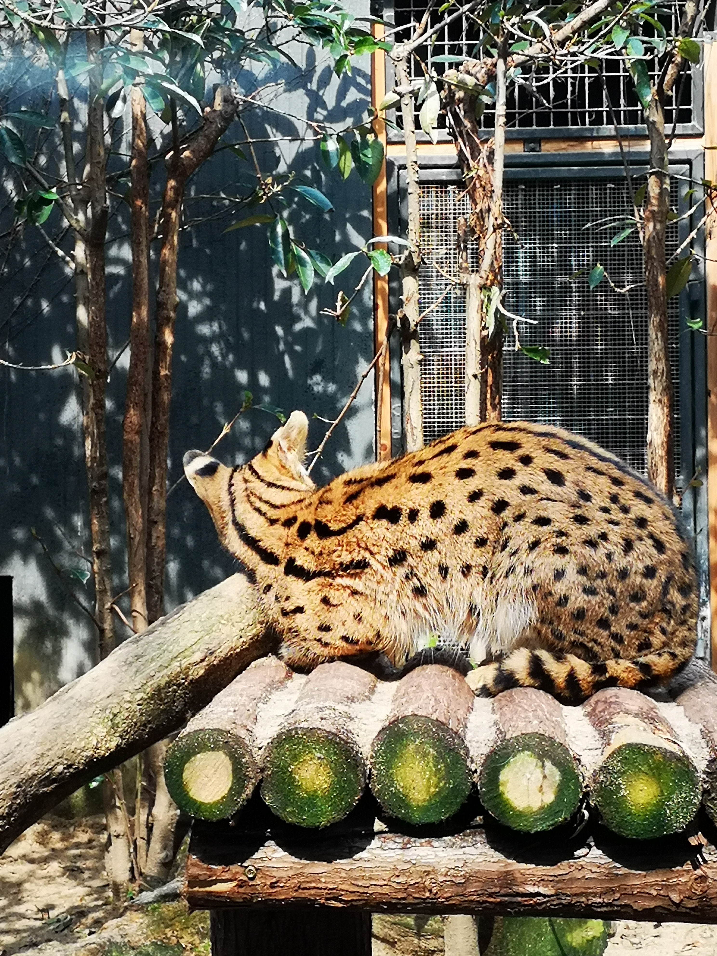 上海動物園(2019.2.17)