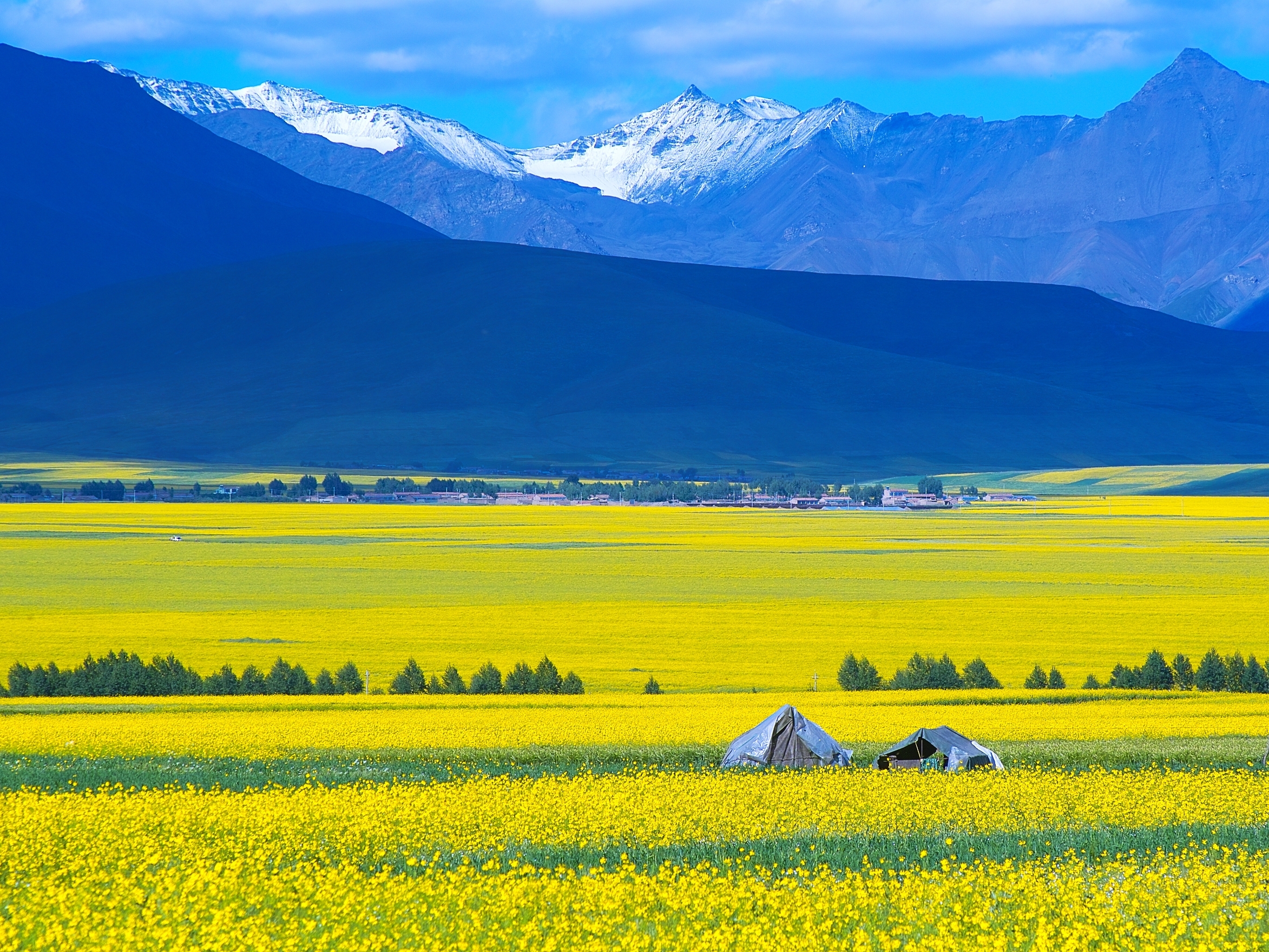 七月的青海,最美在门源,中国最壮观的油菜花海,绽放在盛夏时节