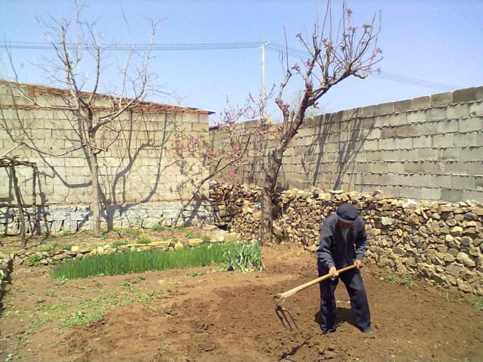 刨地 修剪树枝