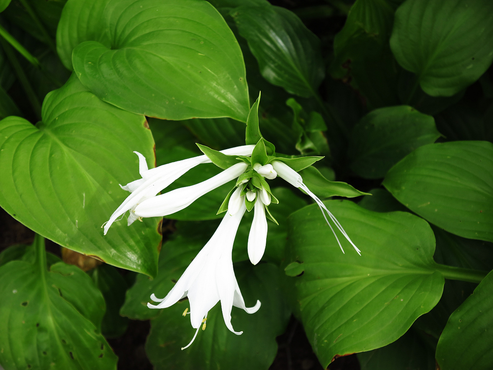 白玉簪的养殖技巧与注意事项  养殖白玉簪时,了解其生长习性及环境