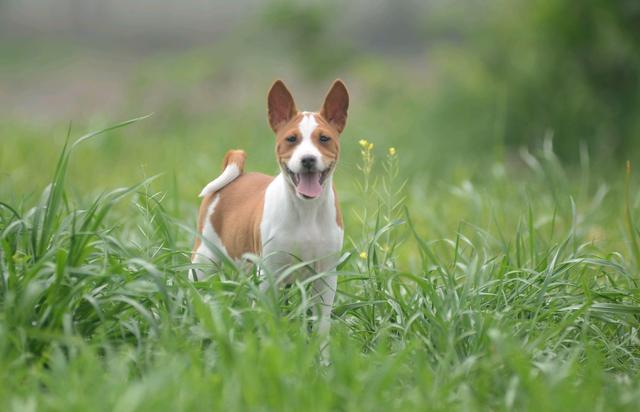 巴仙吉犬:几乎不吠叫的狗狗!是狩猎好手,也是受欢迎的家庭犬