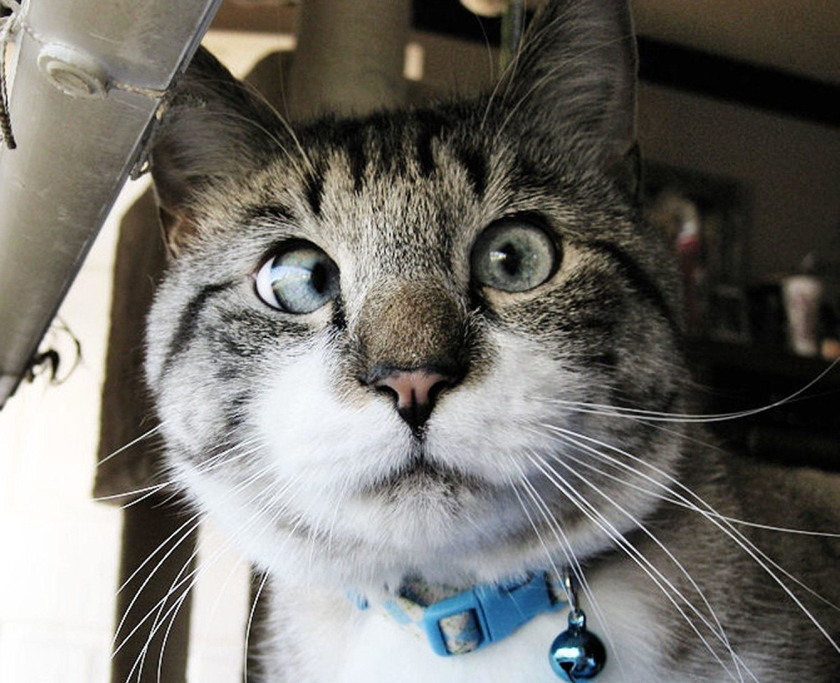 哈哈哈,流浪猫生了一窝小猫,全是对眼儿