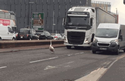 汽车搞笑动图:图6亮了,新娘儿被一个三轮车