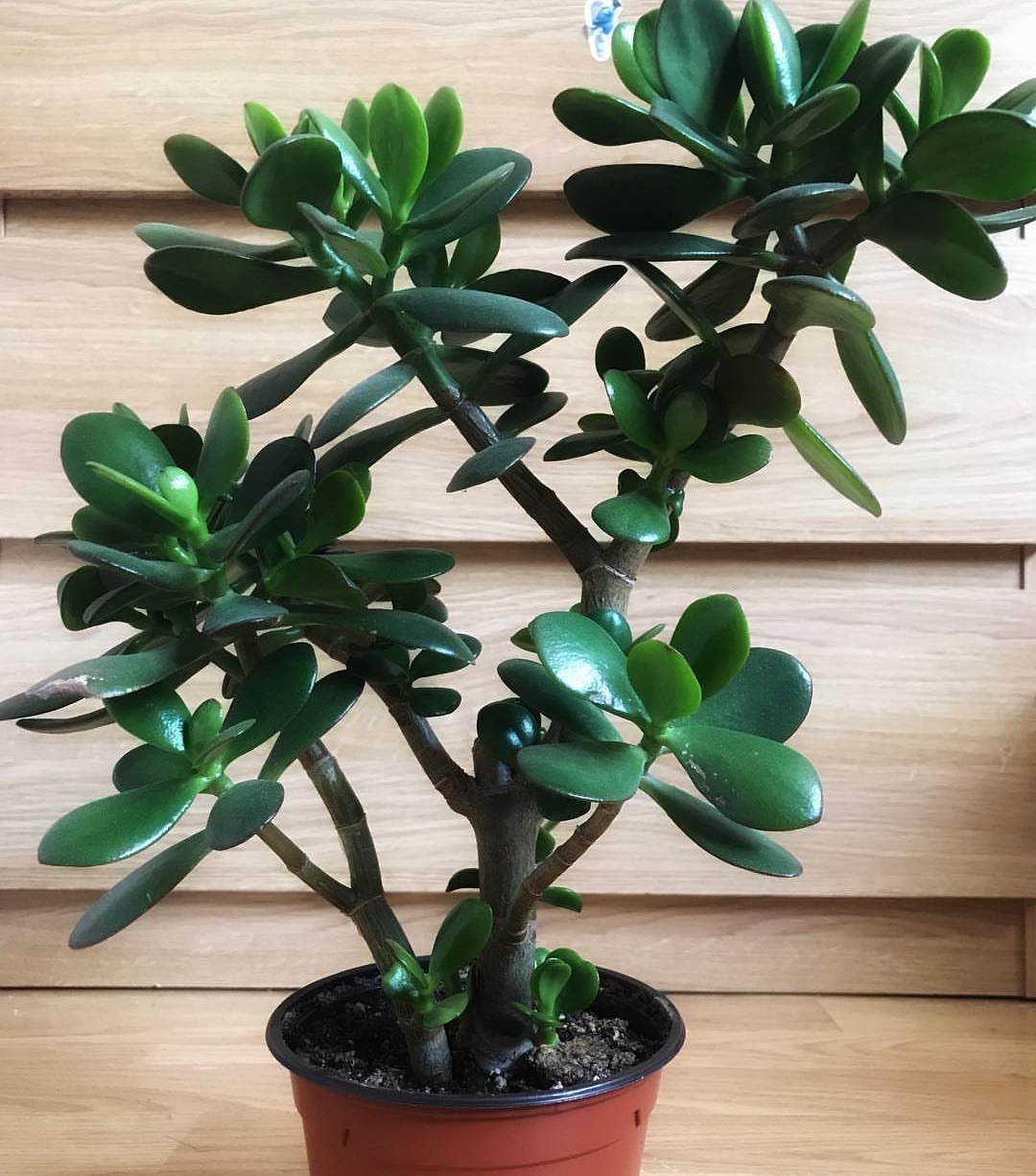 "玉树盆栽"如何养更美观?学会这些要点,叶肥根大,玉树蹭蹭长