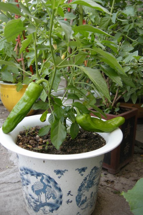 辣椒牛 - 2020年最新商品信息聚合专区 - 百度爱采购