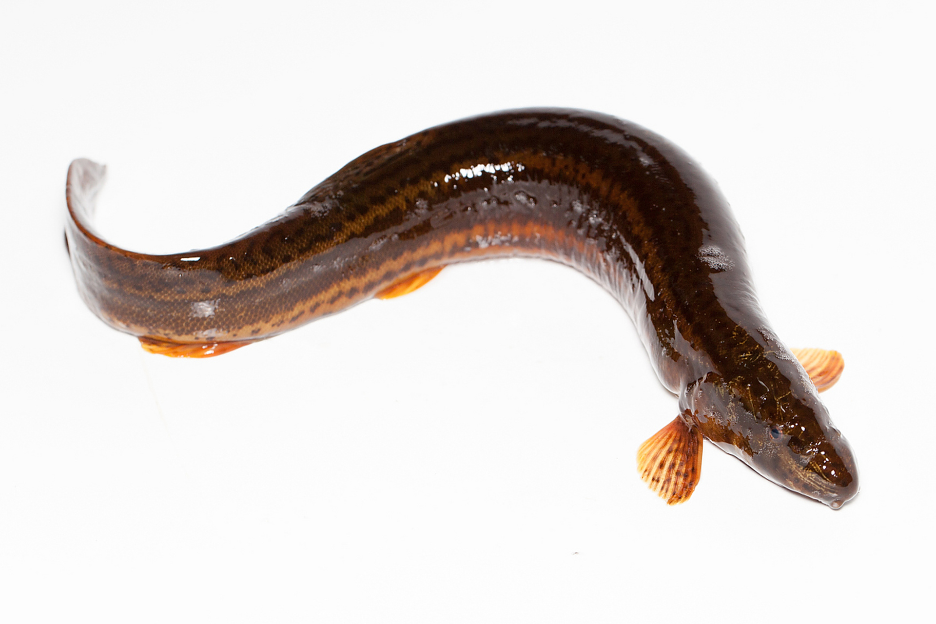 只有科学合理的管理和养殖,才能提高泥鳅的产量和质量,实现经