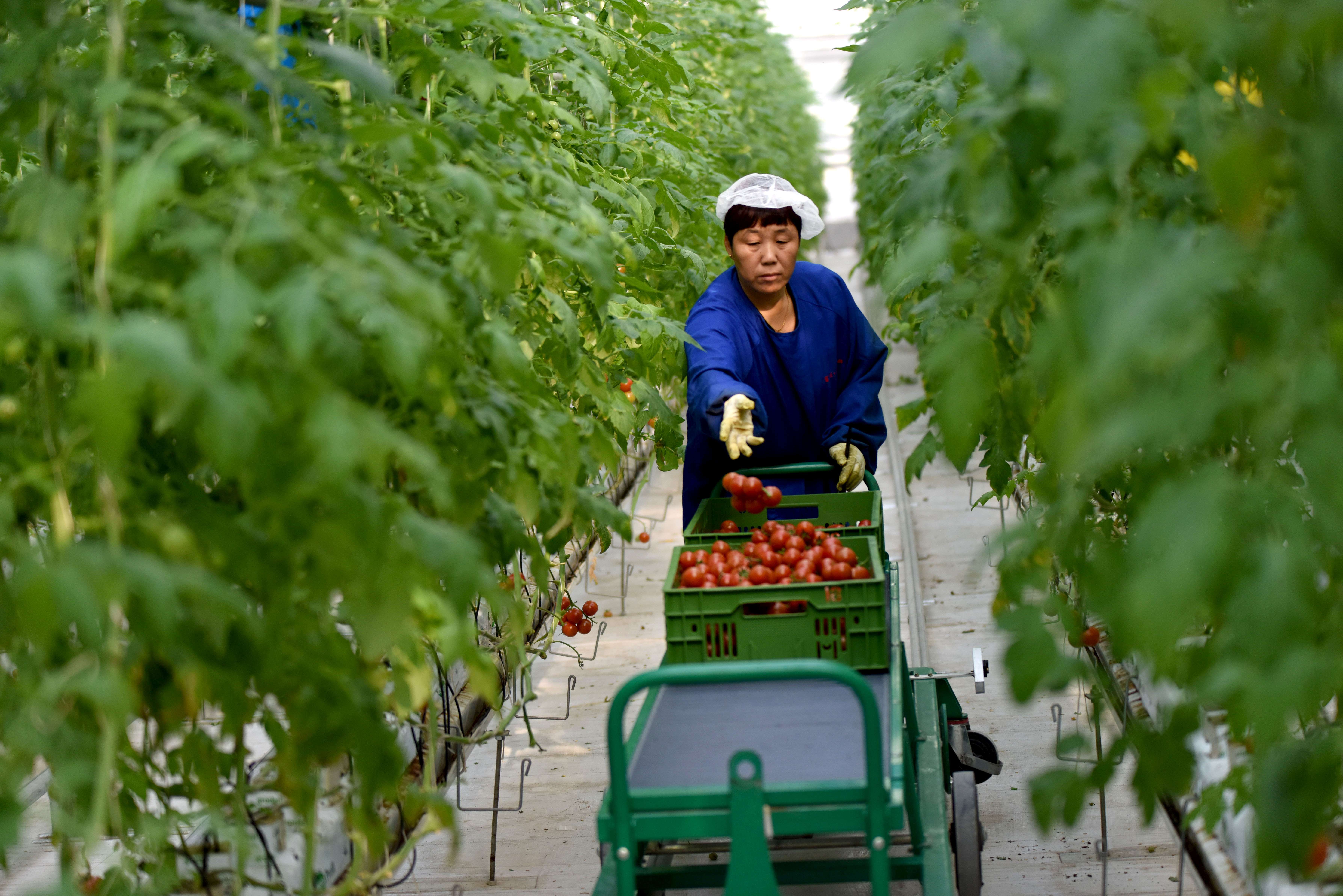 河北南和:打造现代农业园区 农民变身"产业工人"(1)
