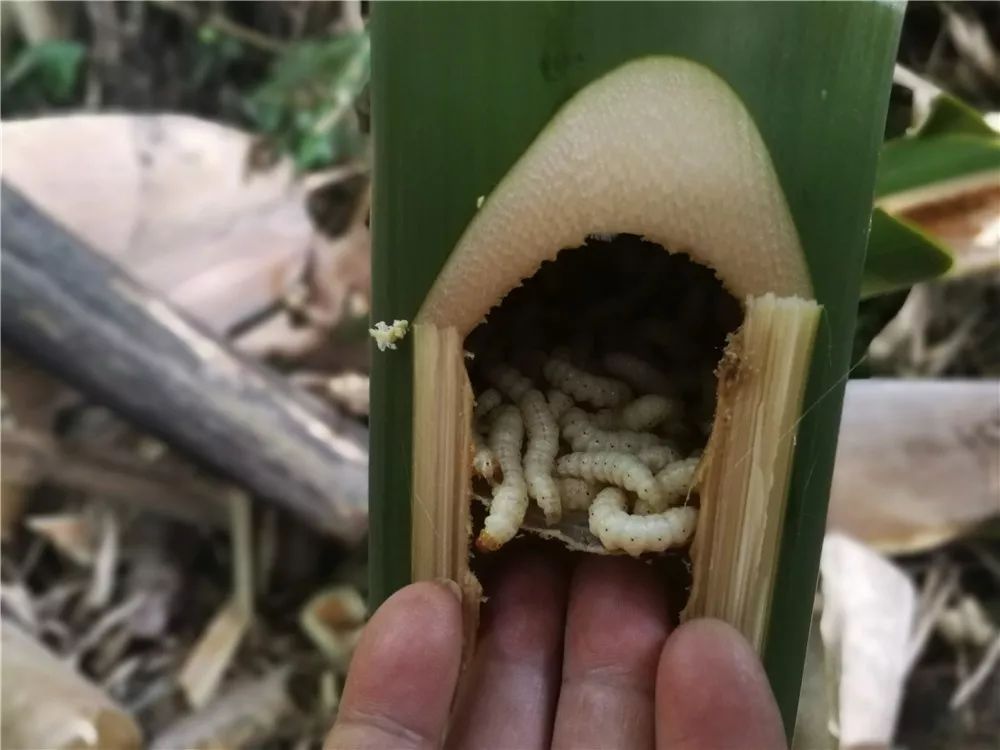 曲石竹林美食记:砍竹虫