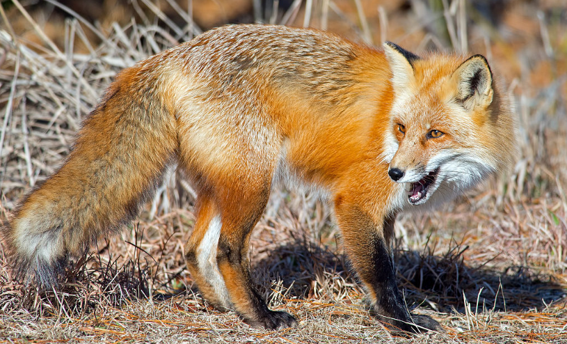在养殖母狐狸过程中,如果经常出现流产的情况怎么办?