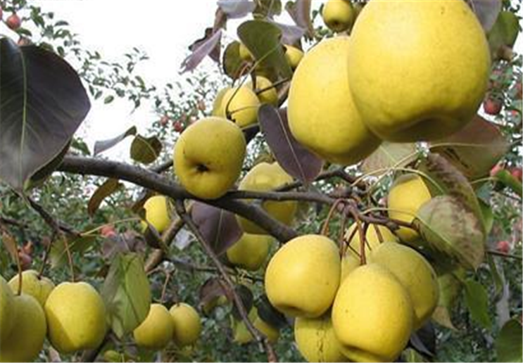 想要提高产量,雪梨树该怎么管理,有哪些技术需要学习