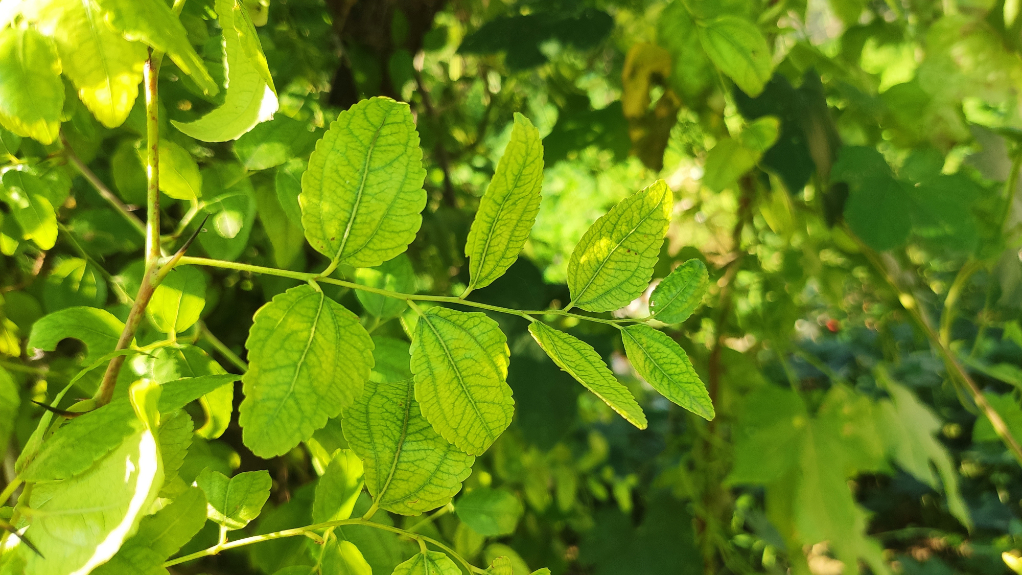 枣叶比枣还值钱,妙用好处多,城里卖30块一斤,懂得人不多!