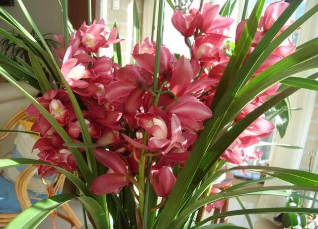 一种"大兰花",春节正开花,一开几百朵,朵朵拳头大