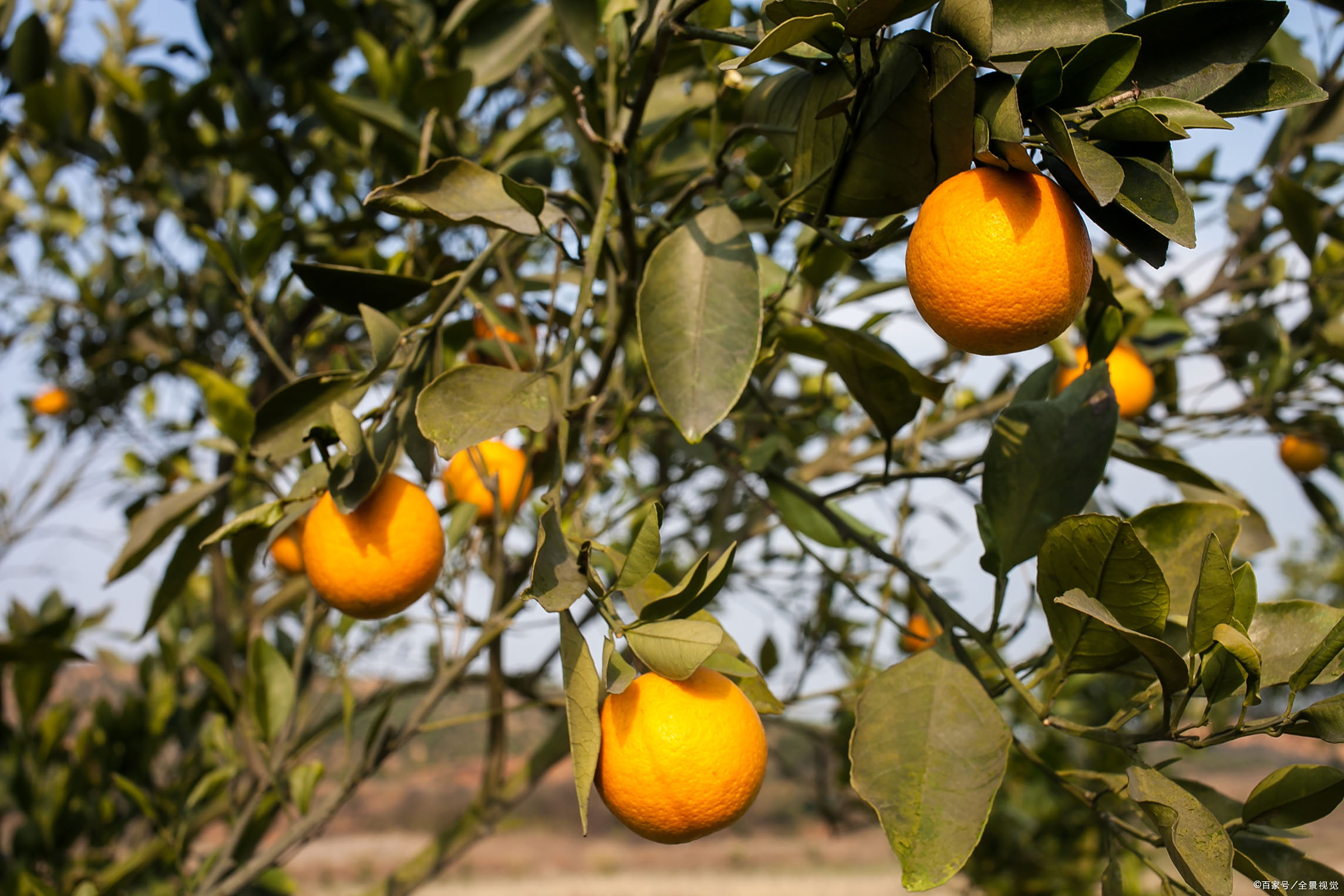 童年,老屋与胡柚树