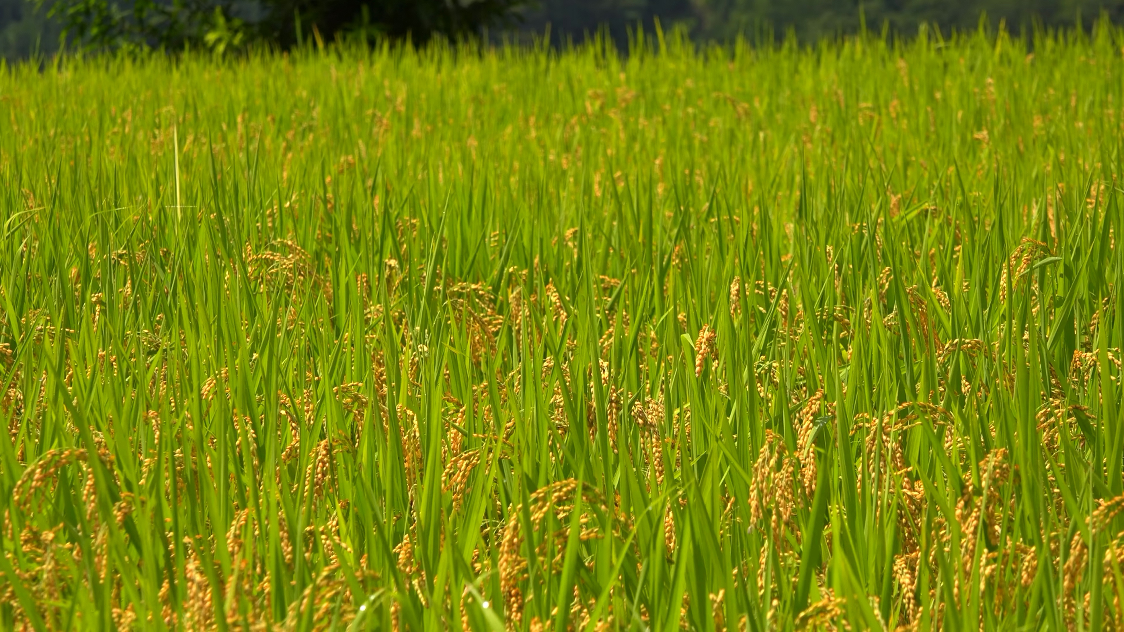 美丽的自然风景 第十一期