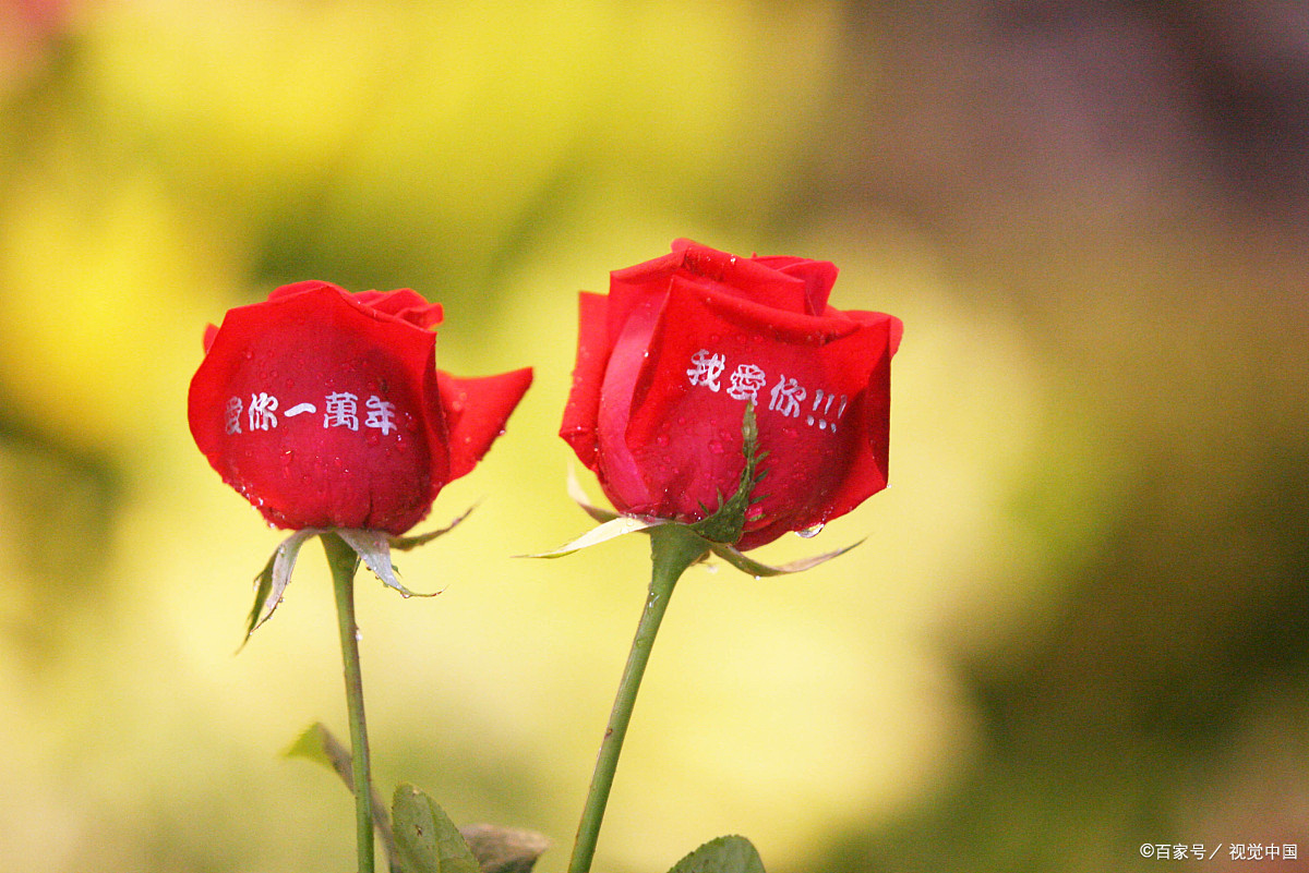 送女情人鲜花带字图片图片