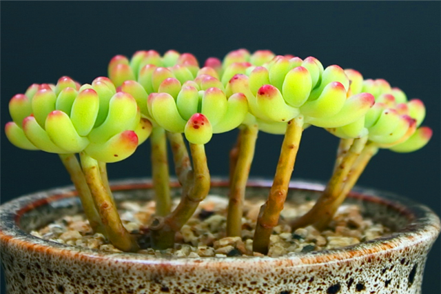 多肉乙女心缀化上色有妙招,只要3步,让晶莹的果冻填满你的夏天