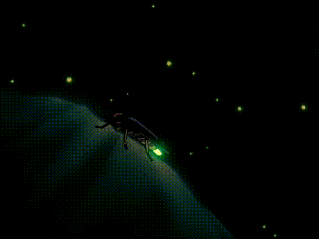 萤火虫竟然喜欢吃荤?这还是那个发光小精灵吗?