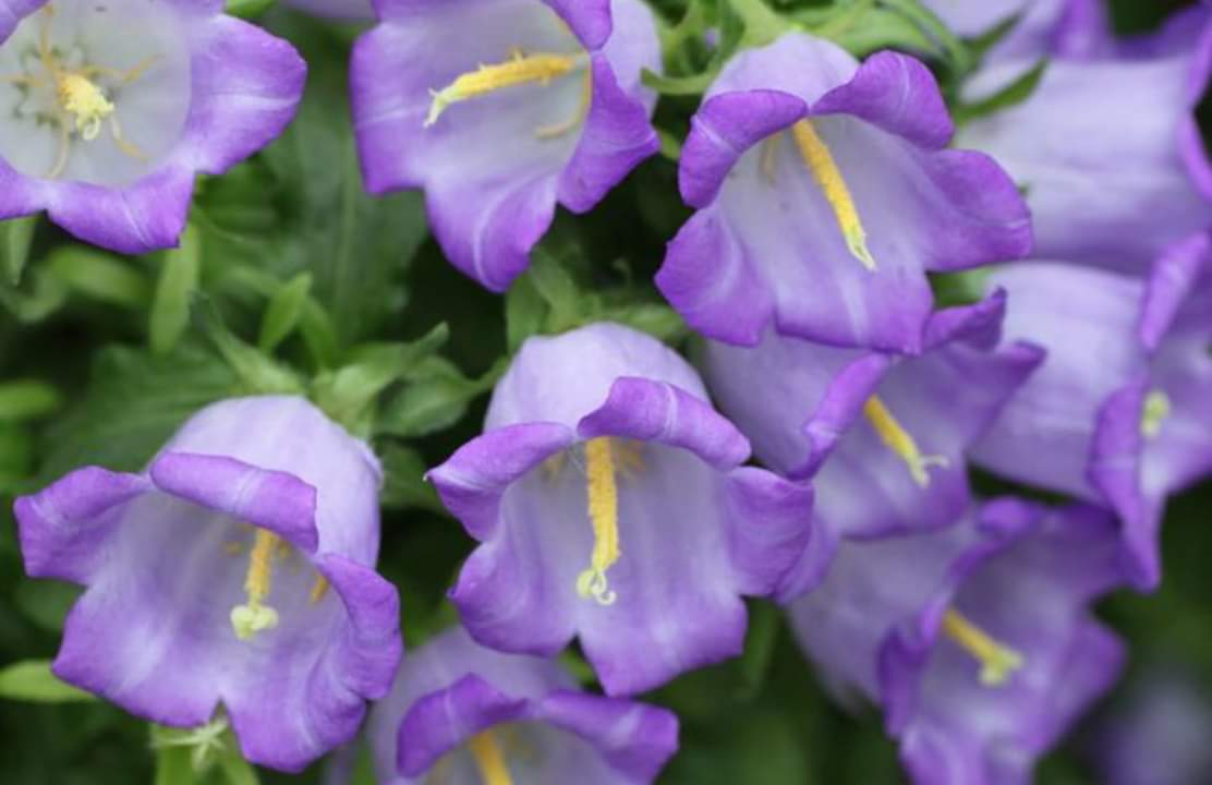 紫风铃花百科图片