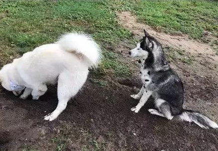 纯白雪哈,中二程度远超普通二哈,不愧是稀有品种,一般人养不起