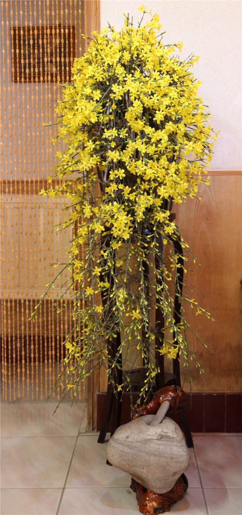 盆栽迎春花修剪有3要素,花后及时剪,株型美,下次开花翻倍