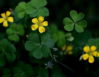 一树结果是什么生肖(花开结果是指什么生肖)