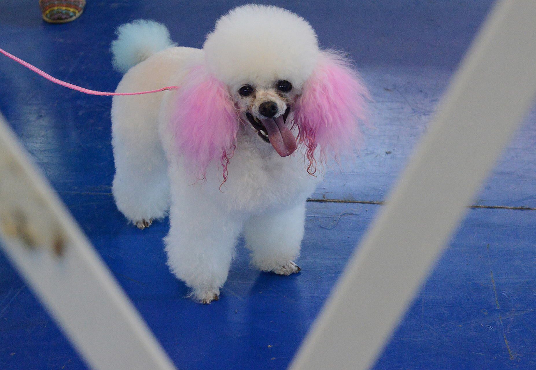 温顺友好:贵宾犬是一种温顺友好的犬种,它们非常适合与家庭成员一起