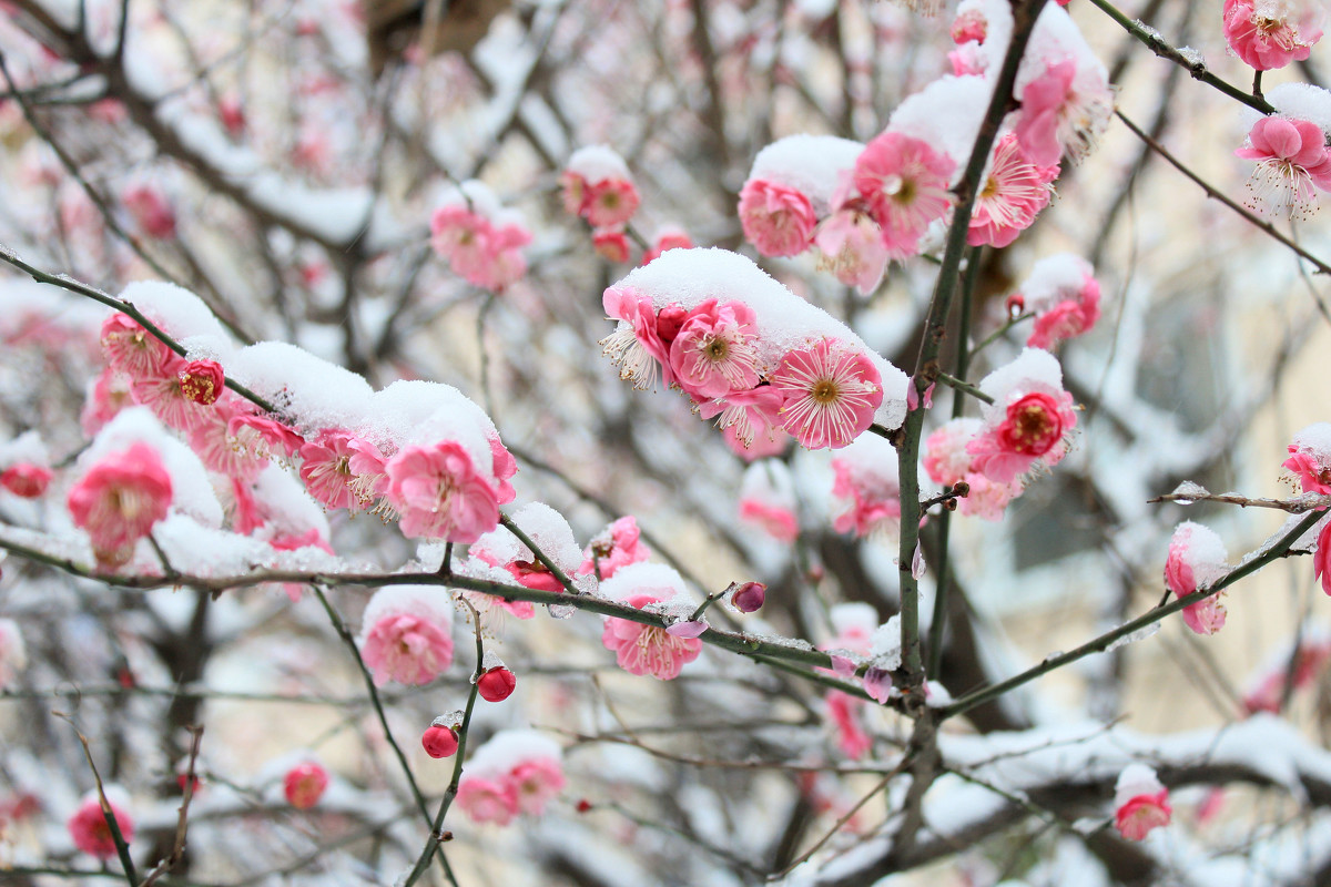 杨玉辰:雪中梅