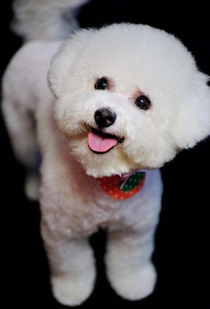 为什么喜欢比熊犬的人比喜欢泰迪犬的人要多?这5点是关键!