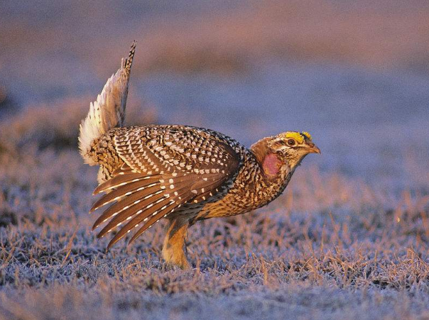 千奇百怪的"迷魂阵"