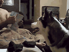 搞笑gif图:对你没看错这就是我家狗子,喜欢和我一起