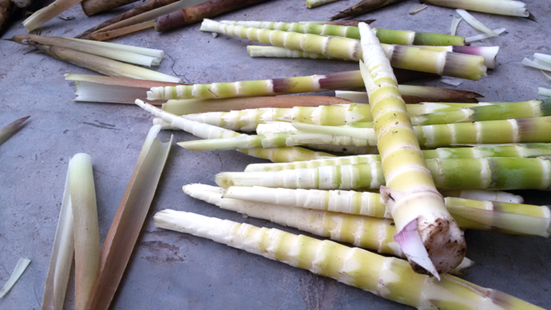 这种竹子,它的笋是当地特产,晒干炖腊肉是美食,见到要品尝