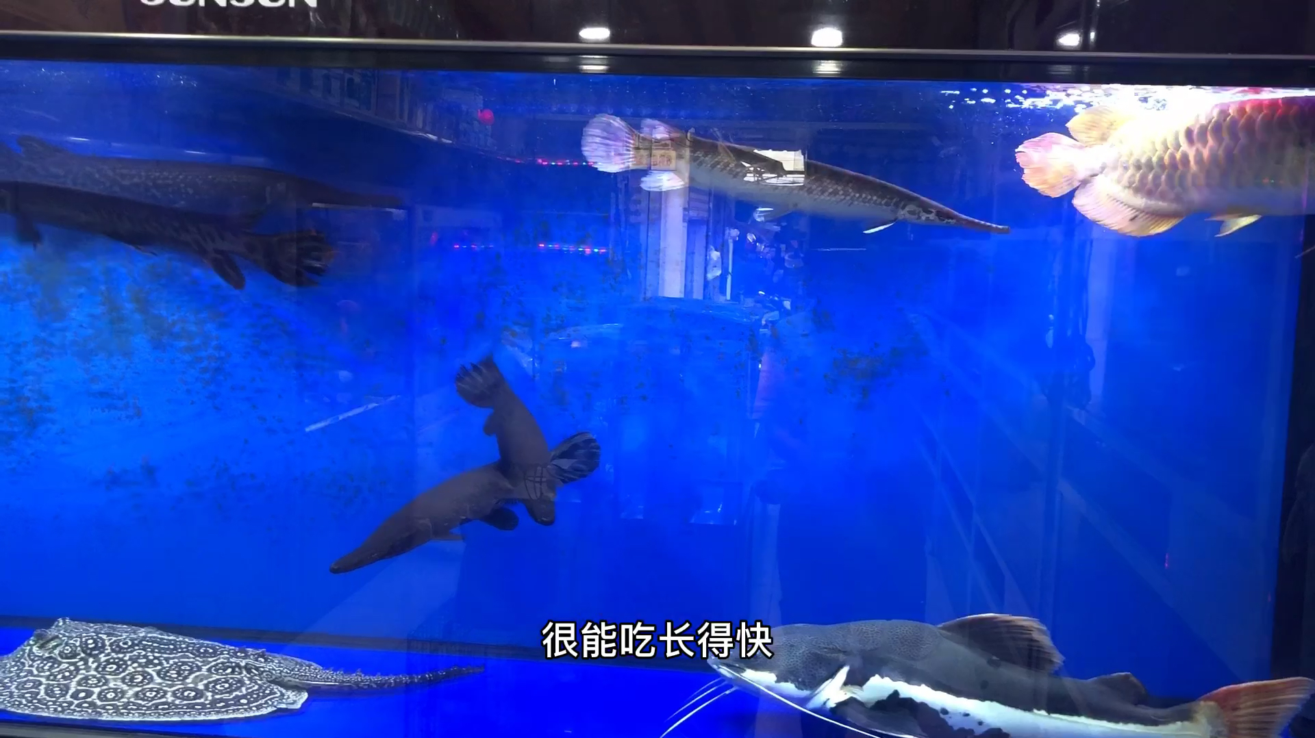 超级无敌大的水族缸,里面的鱼土豪级别才能养得起吧